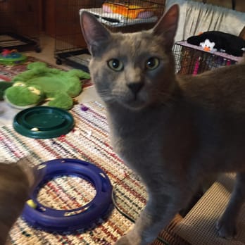 Madame's Cathouse - What did you say? - Pet Boarding Near Me