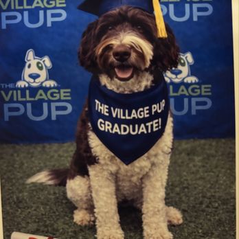 The Village Pup - Sugar's graduation! - Pet Boarding Near Me - La Quinta, California The Village Pup - Sugar's graduation! - Pet Boarding Near Me - La Quinta, California