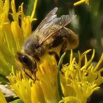 Theodore Roosevelt National Park - Other Bee - also doing Bee things - Parks Near Me - Medora, North Dakota Theodore Roosevelt National Park - Other Bee - also doing Bee things - Parks Near Me - Medora, North Dakota