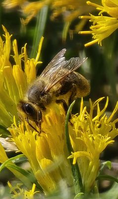 Theodore Roosevelt National Park, South Unit. by null