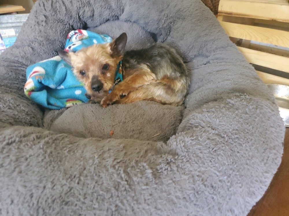 MOBILE DOG GROOMING OF SIMI VALLEY THOUSAND OAKS Updated September