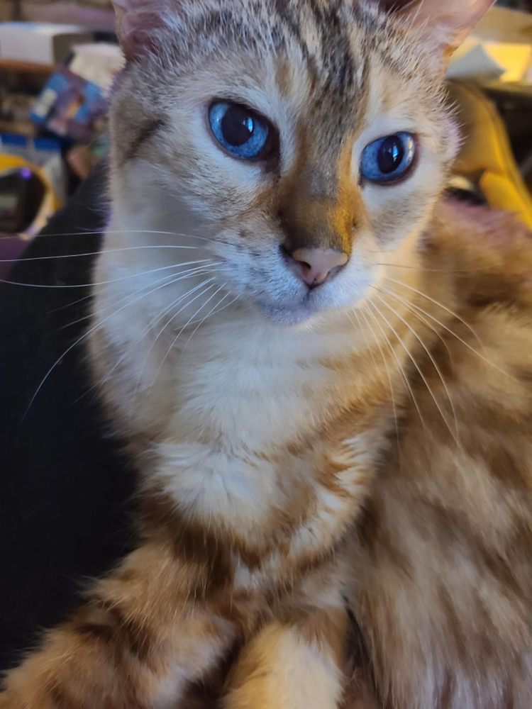 ANIMAL HOSPITAL OF ROWLETT 55 Photos & 44 Reviews 9501 Lakeview Pkwy, Rowlett, Texas