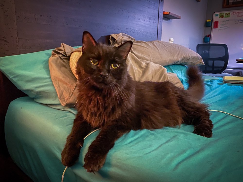 RED BANK VETERINARY HOSPITAL 95 Photos & 388 Reviews 197 Hance Ave