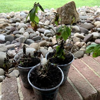 Hirt's Gardens - Failed Fire Light hydrangeas and no love from Hirts - Nurseries & Gardening Near Me - Wadsworth, Ohio Hirt's Gardens - Failed Fire Light hydrangeas and no love from Hirts - Nurseries & Gardening Near Me - Wadsworth, Ohio