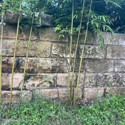 Bamboo Your Privacy - First planted bamboo