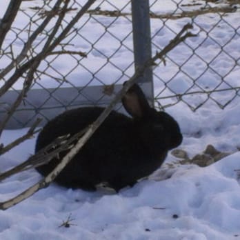 Millcreek Storage - The mysterious bunnies of 400 West guard the gate at Millcreek Storage - Self Storage Near Me - South Salt Lake, Utah Millcreek Storage - The mysterious bunnies of 400 West guard the gate at Millcreek Storage - Self Storage Near Me - South Salt Lake, Utah