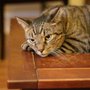 Photo of Dog Dot Cat