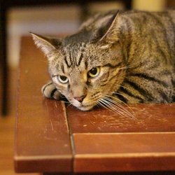 Dog Dot Cat - Cat care, Judah