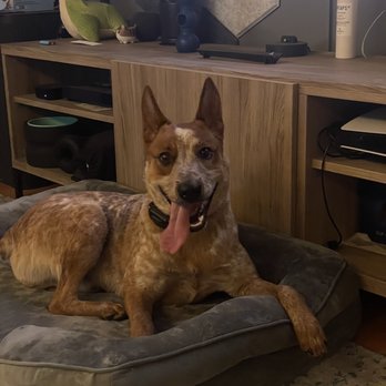 Deep Connection K9 Academy - Pet Training Near Me