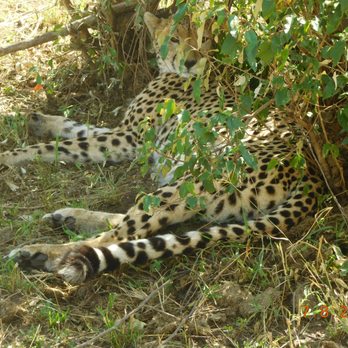 Collette - cheetah - Travel Services Near Me - Pawtucket, Rhode Island