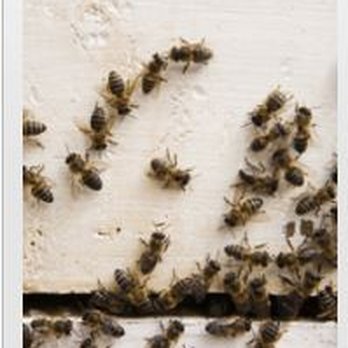 Aaren Pest Control - Pest Control Near Me - Yorkville, Illinois Aaren Pest Control - Pest Control Near Me - Yorkville, Illinois
