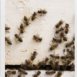 Aaren Pest Control