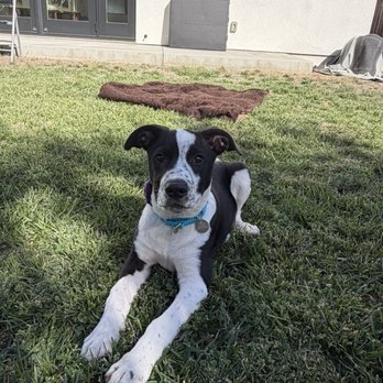 Pets In Need - Animal Shelters Near Me - Palo Alto, California