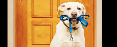 Melissa's Beautiful Design - pet boarding facility in Louisville, KY