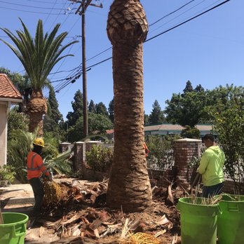 Celis Tree Service - Tree Services Near Me