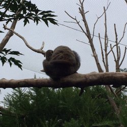 Bristol Zoo - Mama and baby lemurs