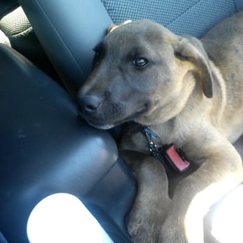 Palm To Paws - Stray dog that my grandma decided to keep was brought here for his puppy shots and heartworm/flea preventative. - Veterinarians Near Me - Houston, Texas