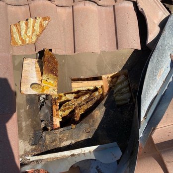 Hornets Pest Solutions - A beehive located in a homeowners roof; after inspection and treatment, the hive was removed - Pest Control Near Me Hornets Pest Solutions - A beehive located in a homeowners roof; after inspection and treatment, the hive was removed - Pest Control Near Me