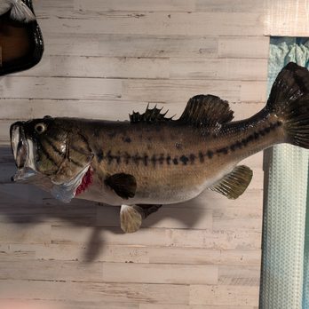 Sunshine State Skulls - Taxidermy Near Me - Orange City, Florida Sunshine State Skulls - Taxidermy Near Me - Orange City, Florida