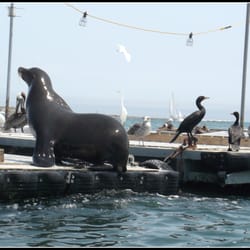 San Diego Speed Boat Adventures - This is not a statue, this is a sea lion on the bait barge. You'll see these scenes when you take the Speed Boat Adventures tour