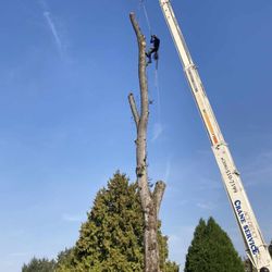 Sharp Tree Removal