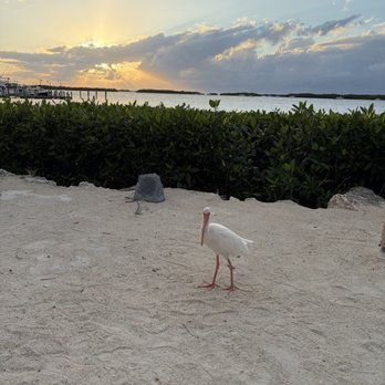 Morada Bay Beach Café - View from our table on the beach - Caribbean Near Me - Islamorada, Florida