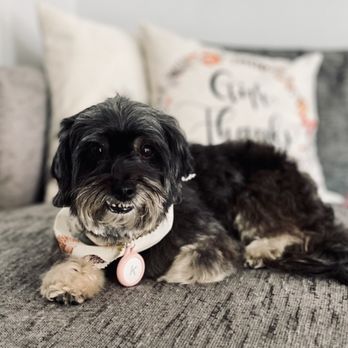 Doggie Details - Pet Groomers Near Me - Torrance, California Doggie Details - Pet Groomers Near Me - Torrance, California