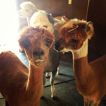 Ocean View Ranch - Alpaca ladies - sheared already when we visited - Pet Breeders Near Me - Los Gatos, California