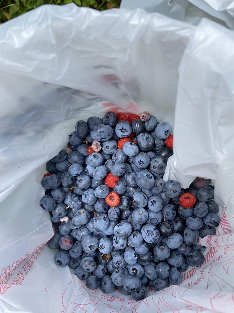 BLUE MOON BERRY FARM Updated August 2024 195 Waldron Hill Rd