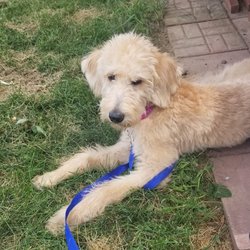 A Better Dog 4U - Proofing "Down-Stay"