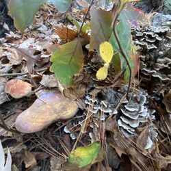 Haggetts Pond - Fungi