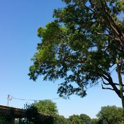 【 sykia 】Rainy Day Branches Pierce Trees/Woody Ornamentals Archives - Fish Branch Tree Farm