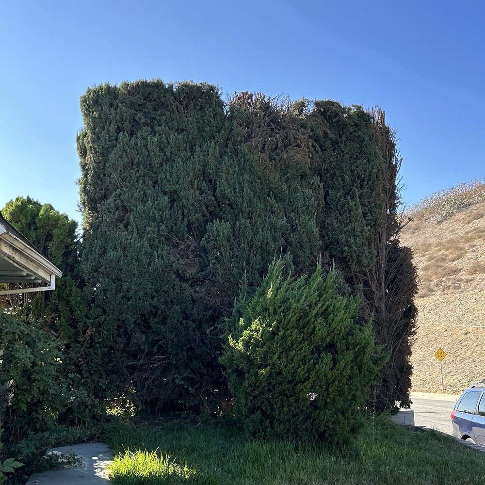 Affordable Tree Service - Cypress trees looking great with a fresh cut and trim! (AFTER - front side) - Tree Services Near Me Affordable Tree Service - Cypress trees looking great with a fresh cut and trim! (AFTER - front side) - Tree Services Near Me