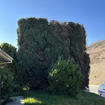 Affordable Tree Service - Cypress trees looking great with a fresh cut and trim!  (AFTER - front side) - Tree Services Near Me