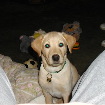 Diamond P Labradors - Have you ever seen such a beautiful little pup as cute as Austi Spumante? Nope, LOL - Pets Near Me - Walnut Grove, California