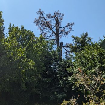Spartan Tree Service - Slowly and carefully coming down - Tree Services Near Me