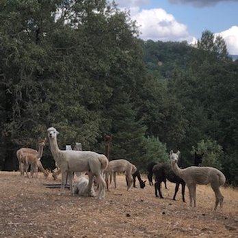Sindisa Sanctuary - Alpaca afternoon - Campgrounds Near Me - Healdsburg, California