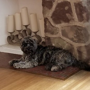 The Dog Spaw - Face trimmed and ears shaved since they got matted with the weather and wearing a cone after a surgery. He looks so cute! - Pet Groomers Near Me - East Rochester, New York The Dog Spaw - Face trimmed and ears shaved since they got matted with the weather and wearing a cone after a surgery. He looks so cute! - Pet Groomers Near Me - East Rochester, New York