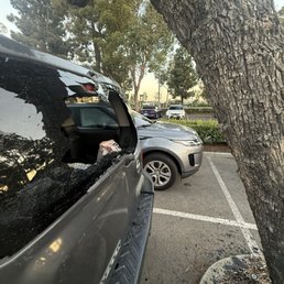 Tree that attacked my car.