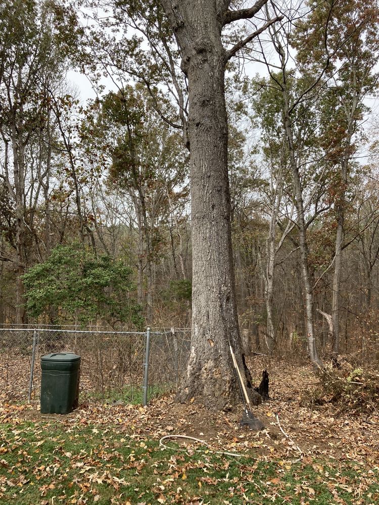 SKY’S THE LIMIT TREE EXPERTS Thomasville, North Carolina Tree