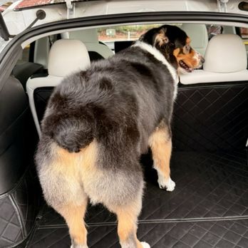 Pawbillion - Pet Groomers Near Me - Bellevue, Washington Pawbillion - Pet Groomers Near Me - Bellevue, Washington