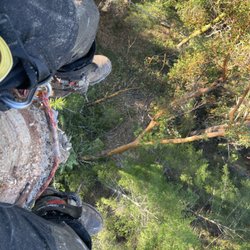 Climb Tree Family Master Service