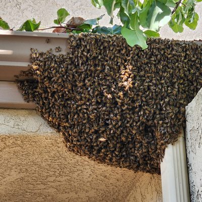 TOP 10 BEST Free Bee Removal near Van Nuys, Los Angeles, CA - Updated 2026  - Quality & Affordability - Yelp