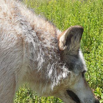 Mission Wolf - Community Service/Non-Profit Near Me - Gardner, Colorado
