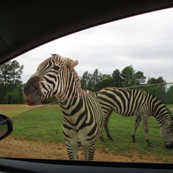 Cherokee Trace Drive Thru Safari - Parks Near Me - Jacksonville, Texas