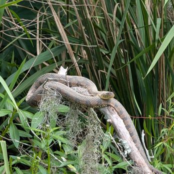 Cajun Encounters Tour Company - A type of diamondback snake. Camouflage man. - Tours Near Me - Slidell, Louisiana