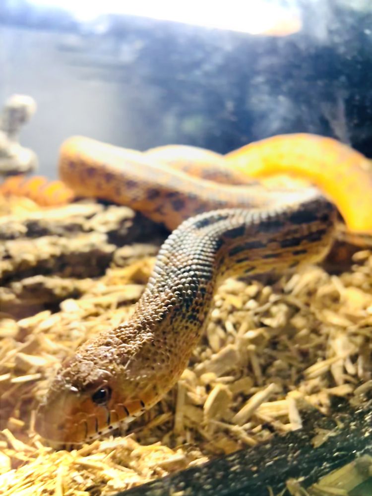 OBX Lizard Land