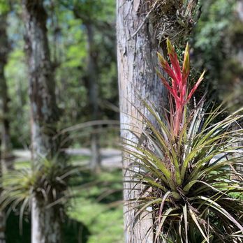 Big Cypress Gallery - Earth - Art Galleries Near Me - Ochopee, Florida