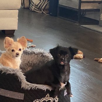 FurPets Grooming - Both girls perfectly groomed. - Pet Groomers Near Me