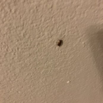 Foxborough Apartments - Roach - Apartments Near Me - Irving, Texas